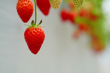 苺狩りで訪れた千葉県の苺農園の苺。真っ赤でとても美味しそう。