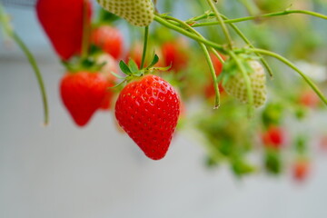 苺狩りで訪れた千葉県の苺農園の苺。真っ赤でとても美味しそう。