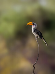 A Southern Yellow-billed Hornbill balances on a slender curved twig against a soft-focus backdrop