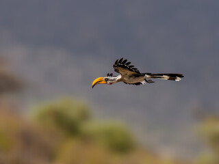 A Southern Yellow-billed Hornbill glides low over thorny bushes with wings fully extended