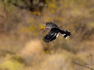 A Southern Yellow-billed Hornbill soars through the air with wings and tail feathers fanned