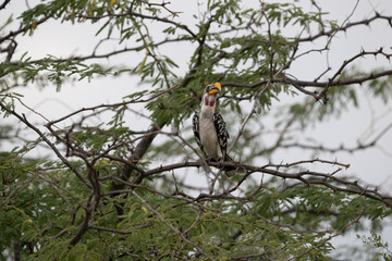 Eastern Yellow-billed Hornbill sits centrally among tangled bare branches against a pale sky