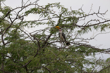 Eastern Yellow-billed Hornbill sits centrally among tangled bare branches against a pale sky
