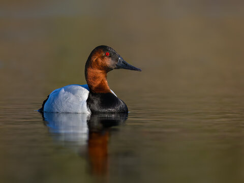 Low-angle portrait of a male Canvasback floating on calm golden-hued water with its vibrant red eye on display