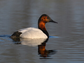 Canvasback Duck Swimming in Calm Lake Waters