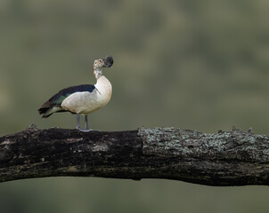 Knob-billed Duck Standing on Dry Branch Against Blur Background © FotoRequest