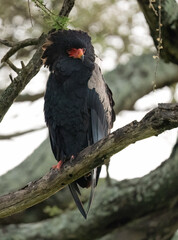Bateleur Eagle Perched on Tree Branch in Natural Habitat