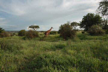 Giraffe Grazing in African Savannah Landscape Under Cloudy Sky