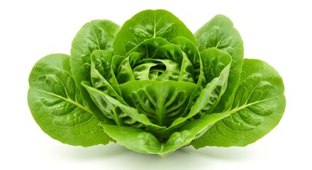 Vibrant and fresh butterhead lettuce head showcasing its intricate leaf structure