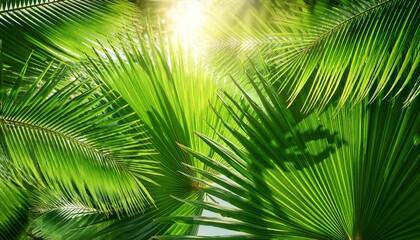 Fototapeta premium sunlight filtering through vibrant green palm leaves