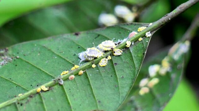 Phenacoccus manihoti (Kutu putih, Kodi Kodi, tapioca plant, flaming, manioc, Nyasaland, cassava mealybug). This pest often attacks plants, both vegetables and ornamental plants.