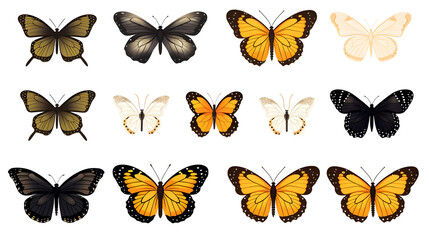 Detailed Butterfly Life Cycle Vector Illustration Clipart for Educational Usage
