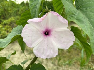 Ipomoea Carnea flower and green leaves in a natural