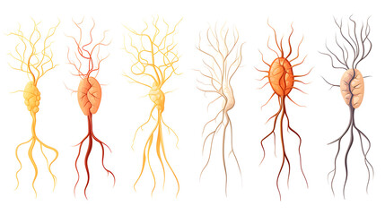 Fototapeta premium Detailed Cartoon Illustration of the Human Nervous System for Medical Education