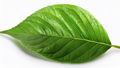 Obraz premium green leaves isolated