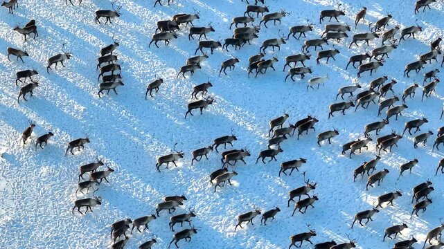 4K aerial video showing caribou migration across vast snow-covered plains in the Arctic, capturing natural animal behavior in cold climates.