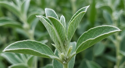Delicate light green leaves with fuzzy texture in a soft focused garden scene