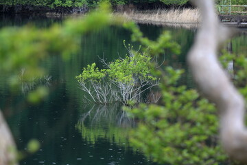 水没林と新緑