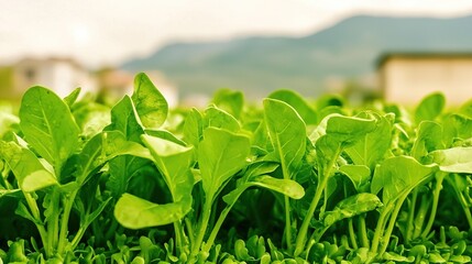 Fresh Spinach Field with Green Leaves.