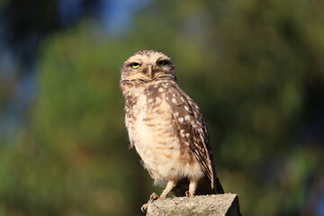 
Burrowing owl (Athene cunicularia)

