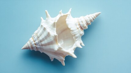 Seashell spiral ocean summer beach nature texture white pale blue background vacation travel holiday coastal marine wildlife