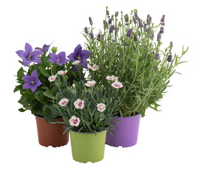 Purple lavender flowers blooming in a pot cut out isolated transparent background