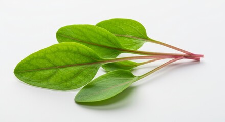 Fresh French Sorrel Leaves Showing Vibrant Green Veins and Delicate Texture