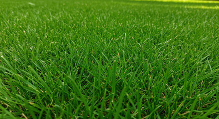Obraz premium Lush Green Lawn: Close-Up of Healthy Grass Blades for Gardening & Landscaping Inspiration!