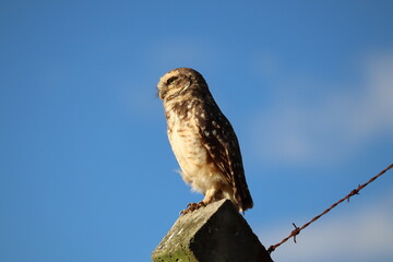 red tailed hawk