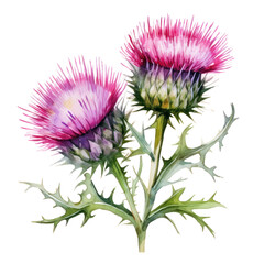 Watercolor Thistle Flowers Clipart &mdash; Hand-Painted Wildflower Illustration on Transparent Background

