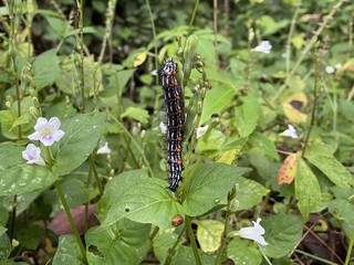 Creative nature background a caterpillar has a beautiful colors