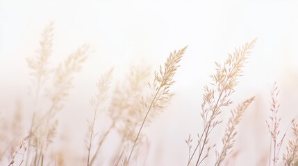 Fototapeta premium Soft sunlight on tall grasses serene