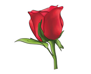single red rose