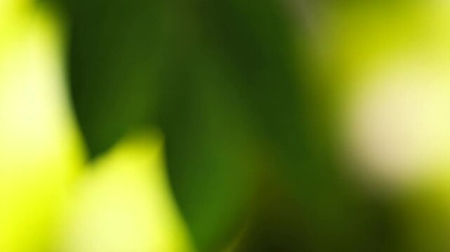 light background bokeh shining through leaves