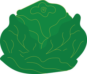Vector illustration of lettuce in a decorative style. Perfect for graphic design, healthy food themes, farming, natural products, and digital content.