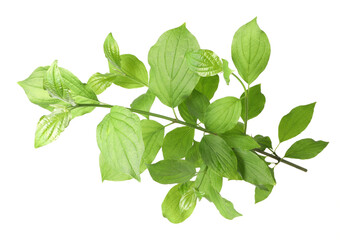 One branch with green leaves isolated on white