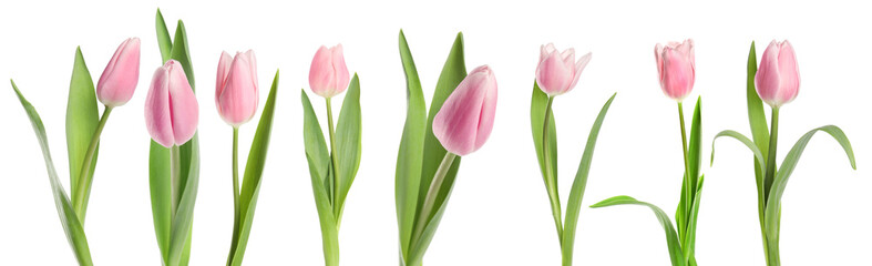 Obraz premium Beautiful pink tulip flowers on white background, set