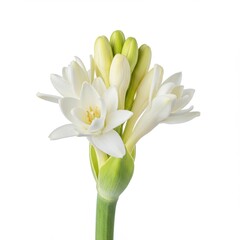 Fototapeta premium Tuberose flower isolated on white background for botanical illustration, decoration, and floral design.