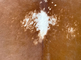 texture of dried animal skin color. abstract patches of animal skin color with fine fur