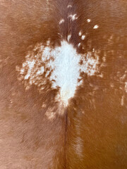 texture of dried animal skin color. abstract patches of animal skin color with fine fur