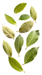 Naklejka premium Flying Fresh Bay Leaves with Natural Texture and Green Hue, Culinary Herb for Cooking and Spices isolated on transparent white background, clipping path