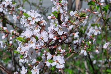 Blossoming branches of felt cherry.