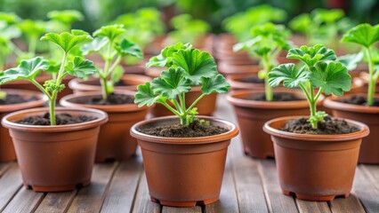 Pelargonium zonal seedlings in small plastic pots, home decor, flowers,  home decor, flowers, succulents,seedlings