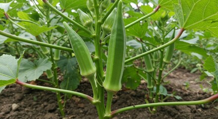 Close-up of vibrant okra plants with lush green pods and leaves flourishing