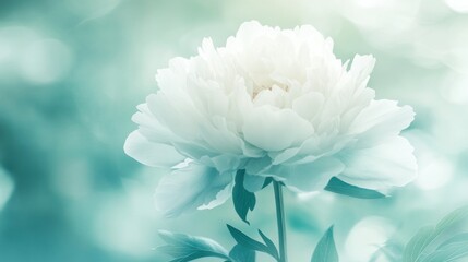 Delicate white peony in soft teal background.