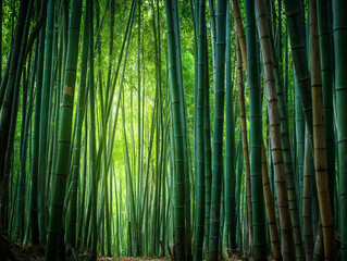 Tranquil Bamboo Forest Pathway: Exploring Nature's Renewable Eco-Friendly Green Paradise