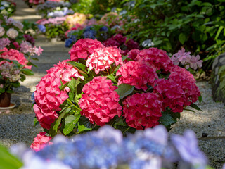 あじさゐ回廊のアジサイの花