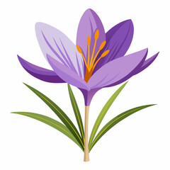 Safran flower  isolated Vector white background