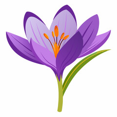 Safran flower  isolated Vector white background