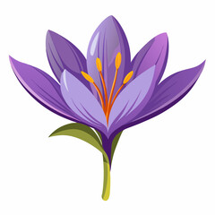 Safran flower  isolated Vector white background